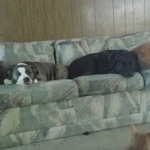 Meet your Posher, Dalton